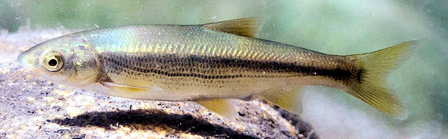 Pseudochondrostoma polylepis_06.jpg